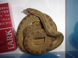 KODAK Digital Still Camera