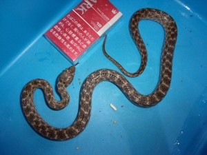 KODAK Digital Still Camera