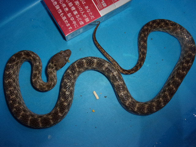 KODAK Digital Still Camera