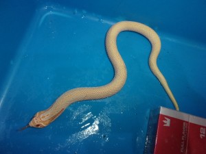 KODAK Digital Still Camera