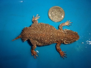 KODAK Digital Still Camera