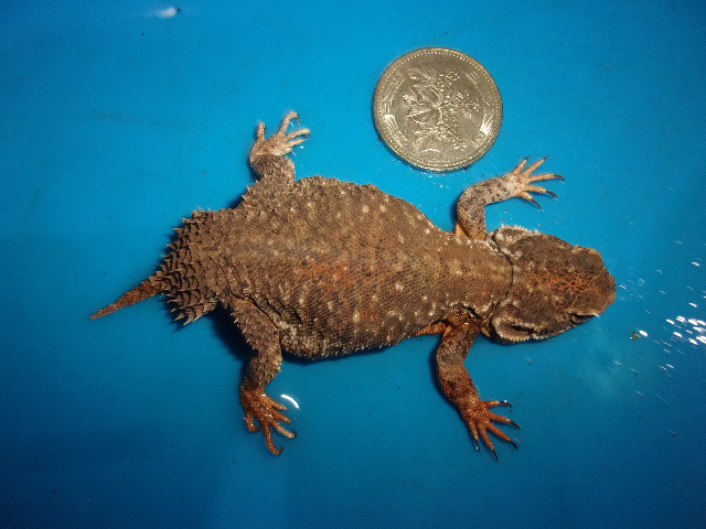 KODAK Digital Still Camera