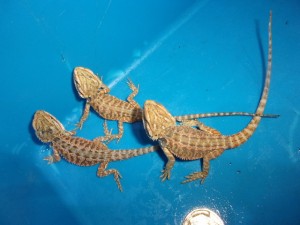 フトアゴヒゲトカゲ(ハイカラー)【3,278円/税込】