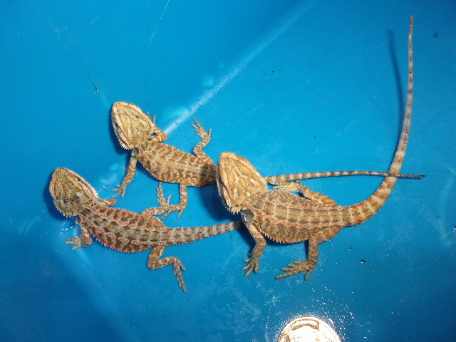 フトアゴヒゲトカゲ（ハイカラー）【３，２７８円/税込】