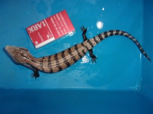 ハルマヘラアオジタトカゲ【10,780円/税込】