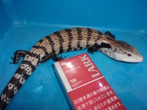 KODAK Digital Still Camera