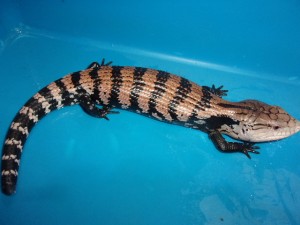 ハルマヘラアオジタトカゲ(尾先再生中)【6,578円/税込】