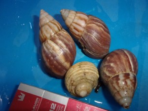 KODAK Digital Still Camera