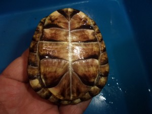 KODAK Digital Still Camera