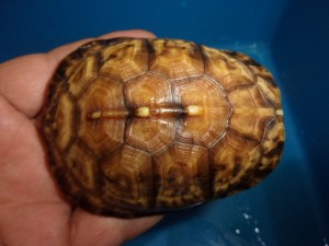 KODAK Digital Still Camera