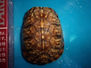 KODAK Digital Still Camera