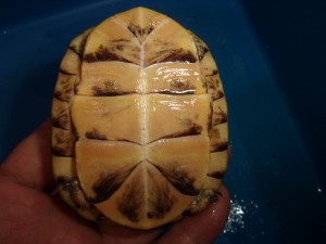 KODAK Digital Still Camera