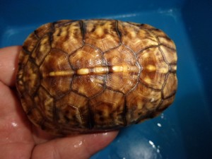 KODAK Digital Still Camera