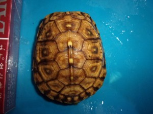 KODAK Digital Still Camera