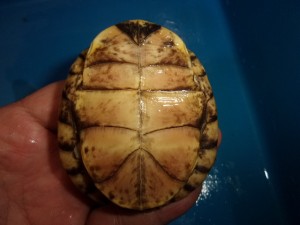 KODAK Digital Still Camera