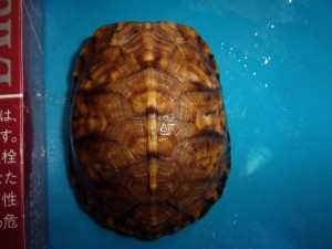 KODAK Digital Still Camera