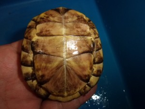 KODAK Digital Still Camera