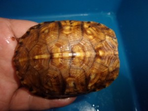 KODAK Digital Still Camera