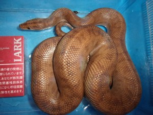 KODAK Digital Still Camera