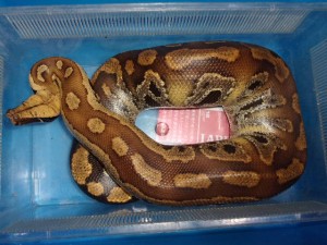 KODAK Digital Still Camera