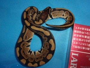 KODAK Digital Still Camera