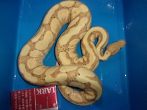 KODAK Digital Still Camera