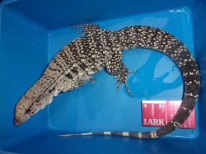 KODAK Digital Still Camera