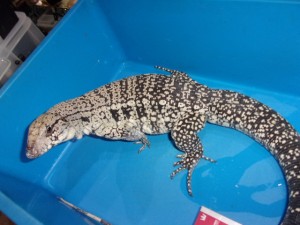 KODAK Digital Still Camera