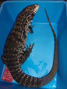 KODAK Digital Still Camera