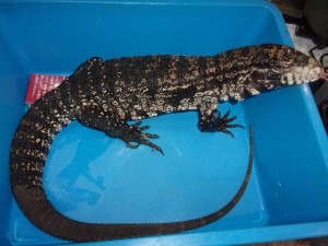 KODAK Digital Still Camera