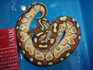 KODAK Digital Still Camera