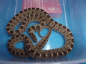 KODAK Digital Still Camera