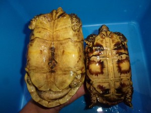 KODAK Digital Still Camera