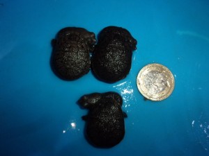 KODAK Digital Still Camera