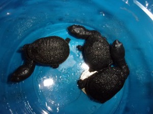 KODAK Digital Still Camera