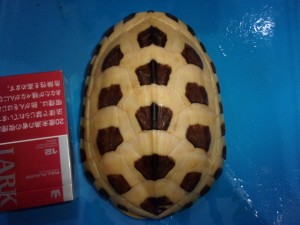 KODAK Digital Still Camera