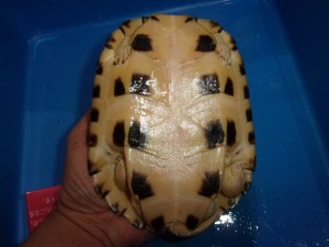 KODAK Digital Still Camera