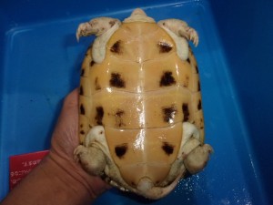 KODAK Digital Still Camera