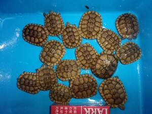 KODAK Digital Still Camera