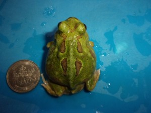 KODAK Digital Still Camera