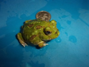 KODAK Digital Still Camera