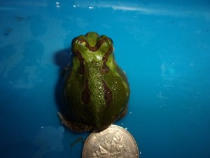 KODAK Digital Still Camera