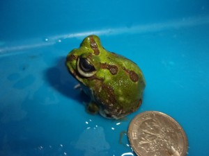 KODAK Digital Still Camera