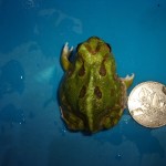 チャコガエル【５，４７８円/税込】