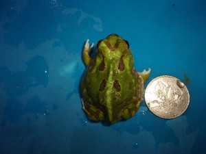 KODAK Digital Still Camera