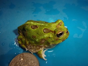 KODAK Digital Still Camera