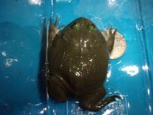 KODAK Digital Still Camera