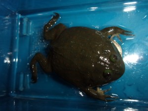 KODAK Digital Still Camera