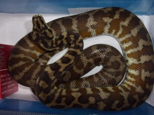 KODAK Digital Still Camera