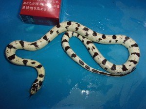 KODAK Digital Still Camera